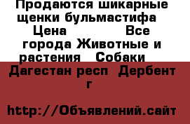 Продаются шикарные щенки бульмастифа › Цена ­ 45 000 - Все города Животные и растения » Собаки   . Дагестан респ.,Дербент г.